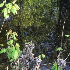 Meet your Posher, Jazmyn